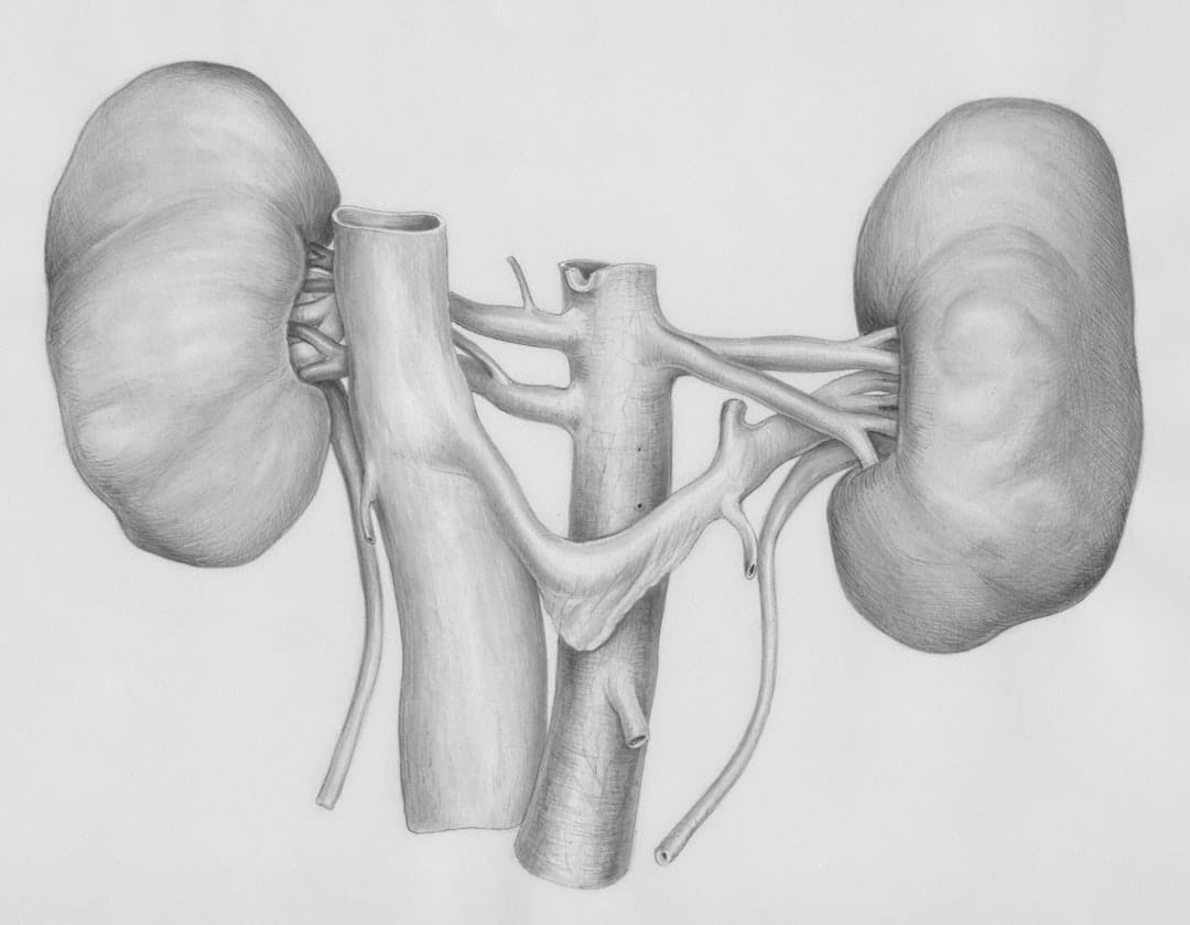 Vart sitter gallblåsan egentligen och vad gör den för dig? illustration